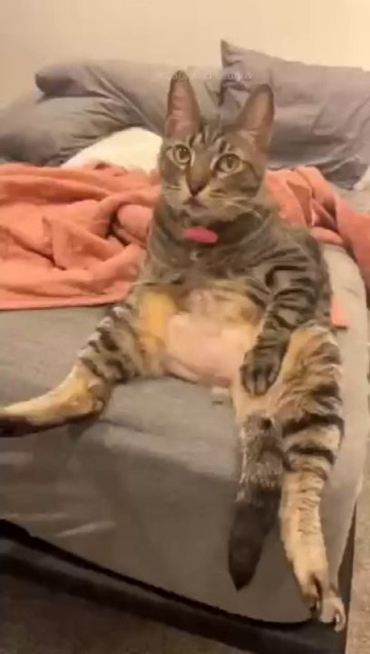 funny cats episode 86