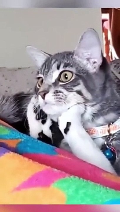 funny cats episode 87