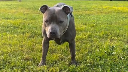 Man's phone becomes collateral damage during playtime with excited dog