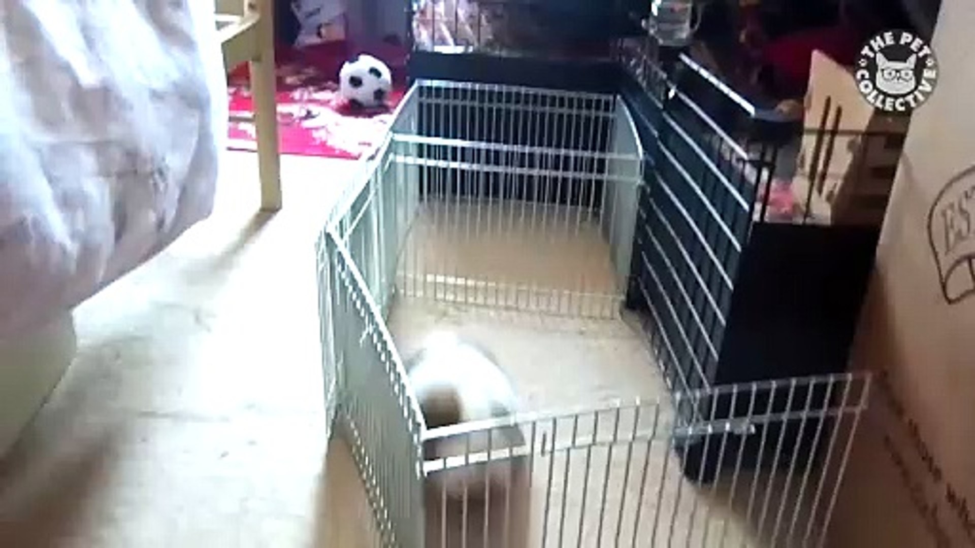 ⁣Pet Escape Artists  Funny Pet Video Compilation  The Pet Collective_