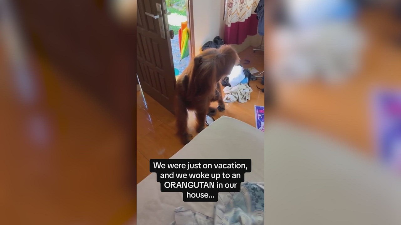 Viral sensation: orangutan mom washes up and drinks soda, leaving onlookers in awe!