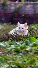 Beautiful Cat| Eyes| Cocomelon