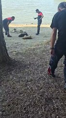 Silivri'de sokak köpekleri zehirlendi: Jandarma ve belediye olay yerinde