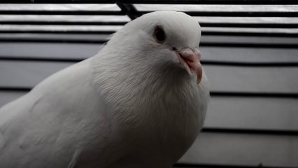 LA HISTORIA DE LA PALOMA KAMI | RESCATE DE PALOMA CON TRICOMONIASIS QUE LE PROVOCA PICO TIJERA