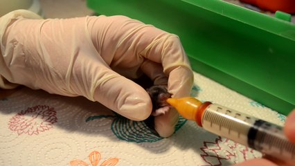 CÓMO CUIDAR HÁMSTERS BEBÉS HUÉRFANOS O AYUDAR A CRIARLOS A BIBERÓN | CONSEJOS PARA CRIAR ROEDORES