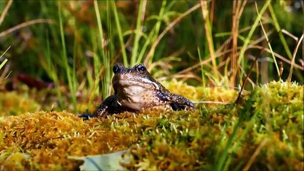 All About Frogs for Kids - Facts About Frogs and Toads for Children- FreeSch_HD