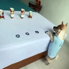 Talented dog