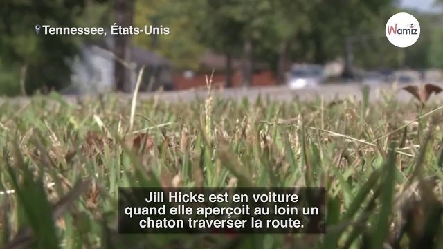 Les randonneurs découvrent un chiot et le ramènent chez eux sans savoir qu’ils commettent une terrible erreur