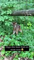 This sweet little fawn looks lost.lets hope it finds it's way back to mom soon #wildlife