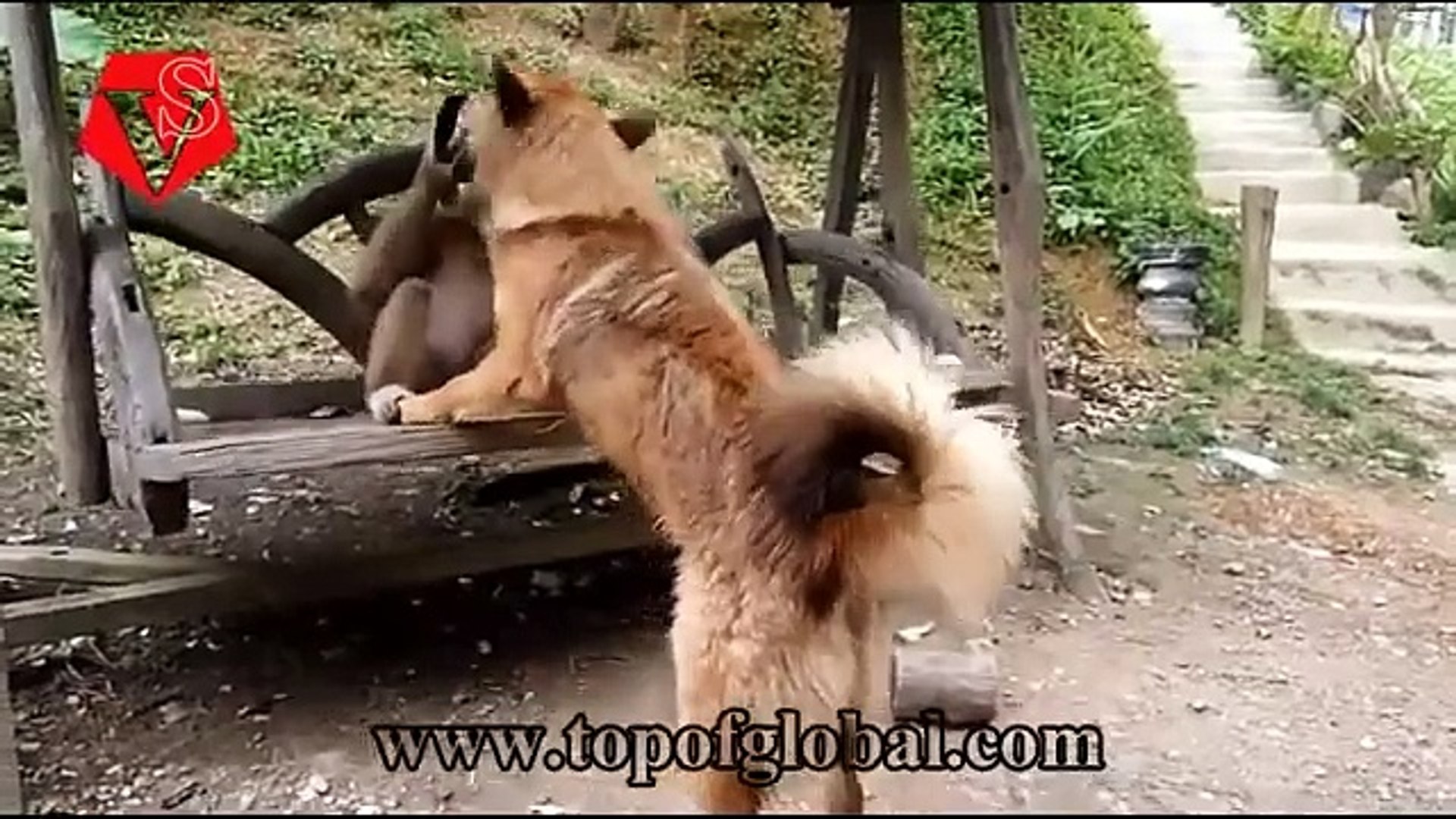 Funny animals Funny cats/ dogs Funny animal videos