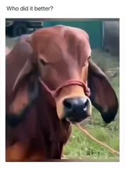 Mischief Moments #dailymotion #viral