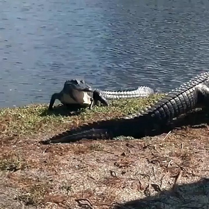 Buaya