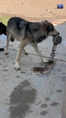 Wolfdog Spills Dog Food While Trying Not to Share With Packmates