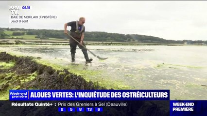 Prolifération d'algues vertes: l'inquiétude des ostréiculteurs