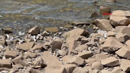 Devegeçidi Baraj’ında ‘Asya sazanı’ ölümü