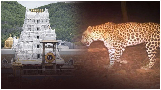 Tirumala లో చిరుత కలకలం.. తిరుమల వెళ్లేవారికి TTD తాజా ఆంక్షలు | Oneindia Telugu