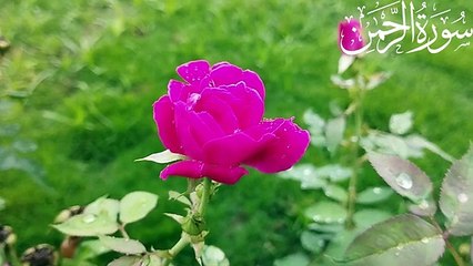 Surah_Rahman_By_Qari_Ali_Han___55_رحمٰن_سوره_Beautiful_Recitation___#surahrahman