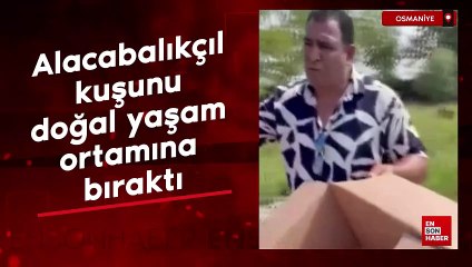 Osmaniye’de Alacabalıkçıl kuşunu doğal yaşam ortamına bıraktı