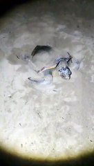 Une tortue caouanne a pondu dans la nuit de samedi 10 août sur la plage de la Baumette, à Saint-Raphaël