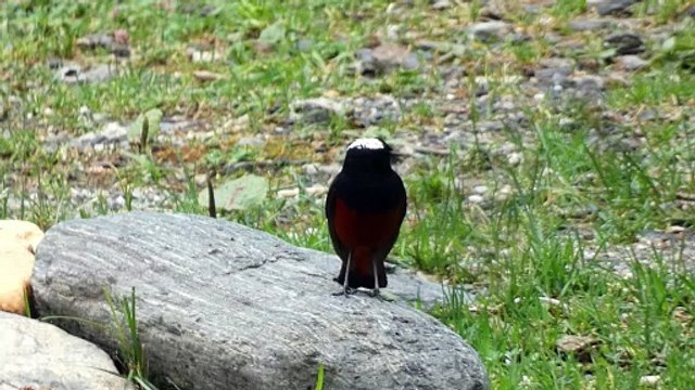 white capped waterredstart for super finding