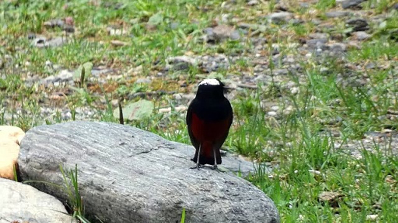 white capped waterredstart for super finding