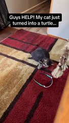 Guys HELP my cat just turned into a turtle.....