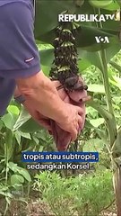 Pemanasan Global Bantu Pohon Pisang Tumbuh di Korsel 🌱
