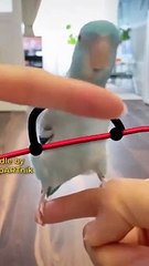 Parrot taking exercise