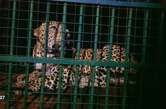 बारिश के बाद जंगल से आबादी की तरफ आने लगे वन्यजीव