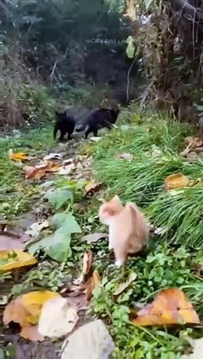 funny cats episode 91