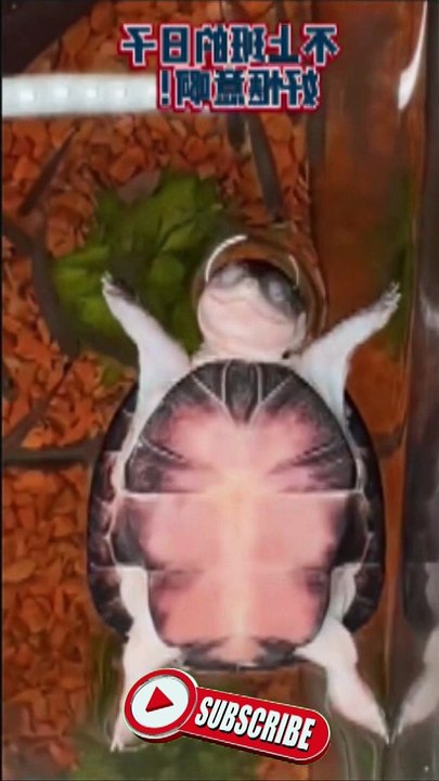 moja hi maja