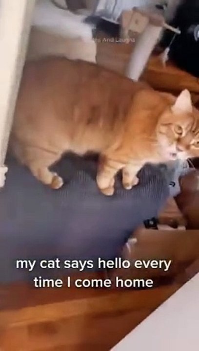 funny cats episode 93