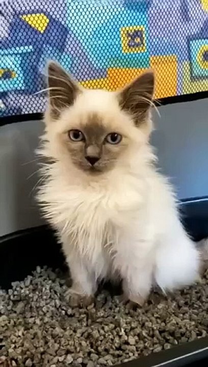 funny cats episode 94