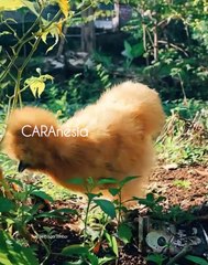 Getting to Know Silkie Ornamental Chickens