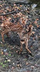 Nara deer park Japan  #wildlife #animals
