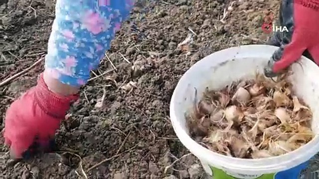 UNESCO’nun listesinde yer alıyor! Dünyanın en pahalı baharatı toprakla buluştu