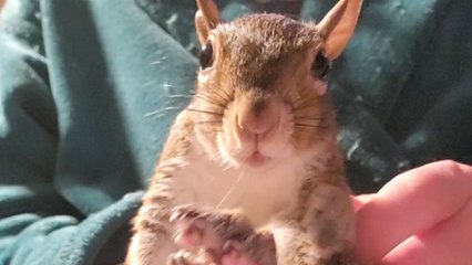 Squeaky squirrel thrives on affection and gentle nightly rubs