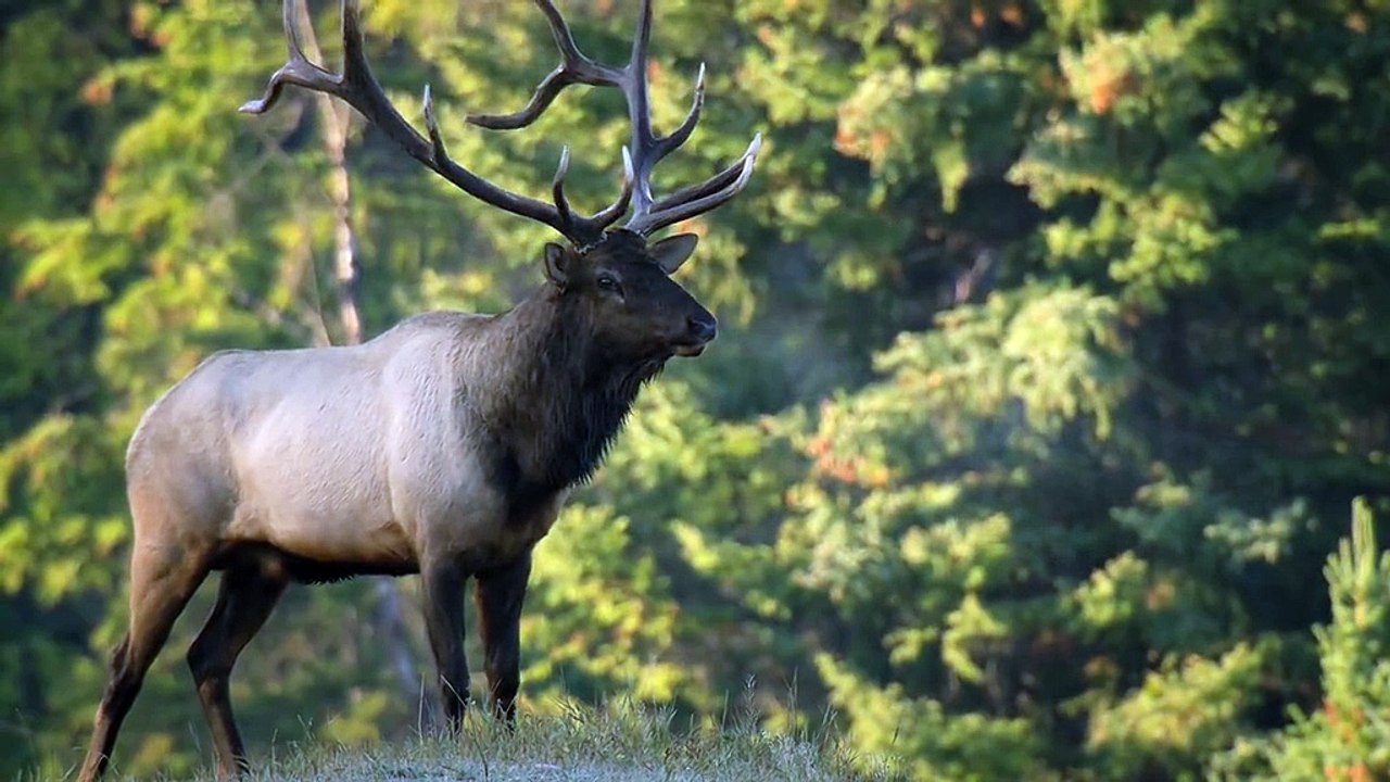 wildlife हमारे ग्रह के सबसे मनमोहक जंगलों में रोमांचक जानवरों के व्यवहार पर हिंदी में डॉक्यूमेंट्री