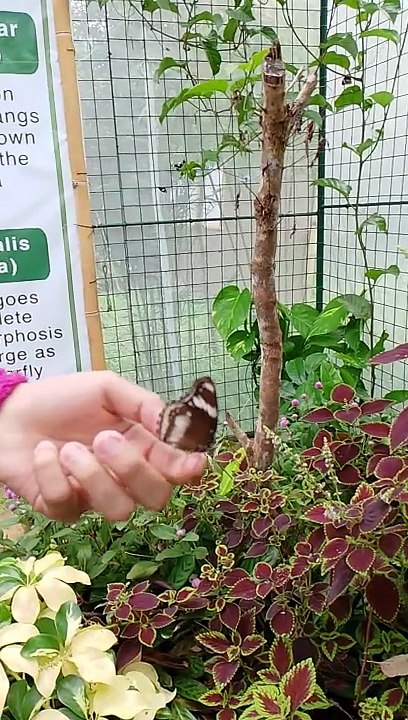 beautiful butterfly