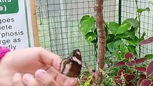 beautiful butterfly