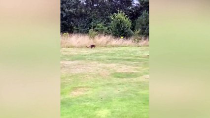 Wallaby dubbed 'Holly Wallaby' spotted roaming fairways - of English golf club