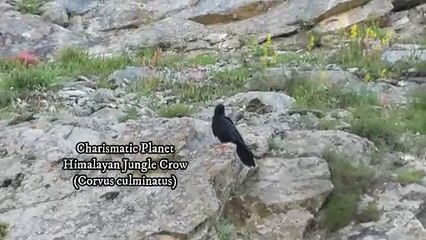 Himalayan Jungle Crow  (Corvus culminatus)
