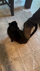 Cat Says Please Do it...Do it