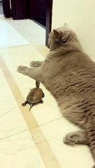 takut_kura_kura_mpus_nya_#shorts_#youtubeshorts_#dagelan_#funny(480p)