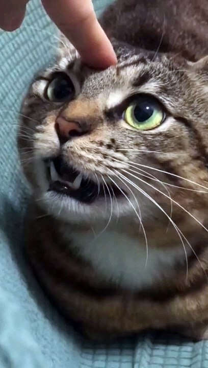 kenapa_sih_#shorts_#shorts_#funny(480p)