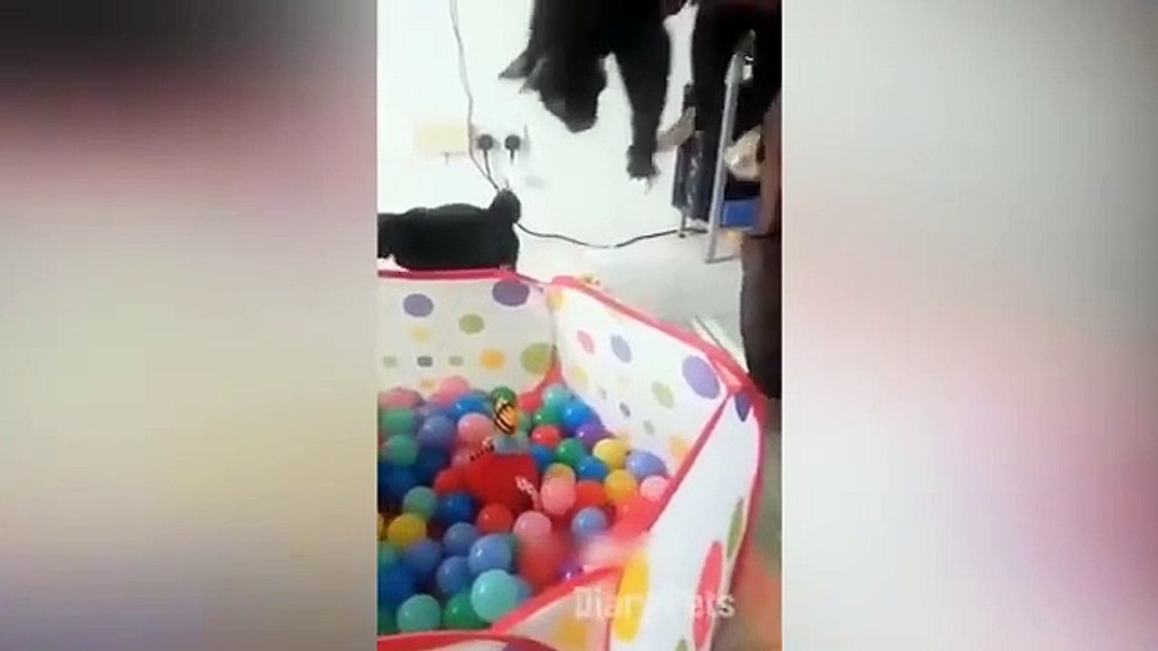 Funniest_Animals_2024__New_Funny_Cats_and_Dogs_Videos__Part(360p)