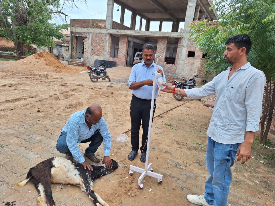 पशुपालक बोले: पशुओं को बीमारी से मरता या तड़पता नहीं देख सकते हैं, इसलिए बाहर से खरीद रहे दवाएं