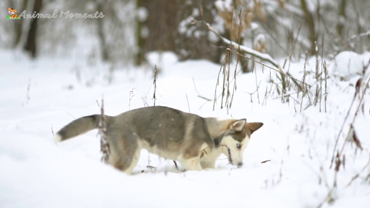 Animal Sounds Around Us: Cow, Dog, Cat, Sheep, Horse, Goat - Animal Video