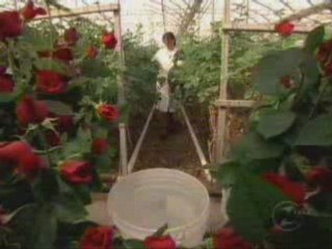 Fleurs coupées - comment c'est fait ?