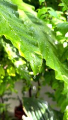 Tree, Leaves, Rain. Free Stock Video
